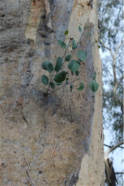 APII jpeg image of Eucalyptus blakelyi  © contact APII