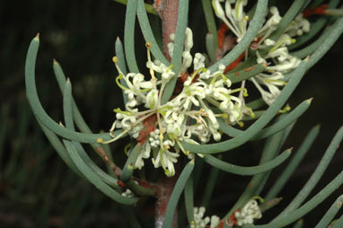 APII jpeg image of Hakea megadenia  © contact APII