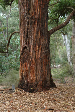 APII jpeg image of Eucalyptus microcorys  © contact APII