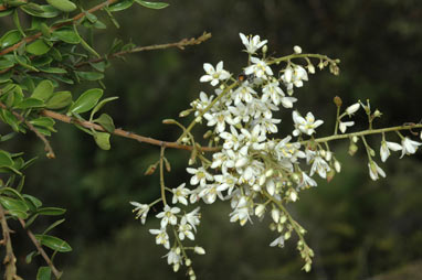 APII jpeg image of Bursaria reevesii  © contact APII