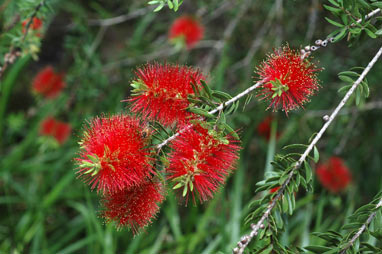 APII jpeg image of Callistemon recurvus  © contact APII