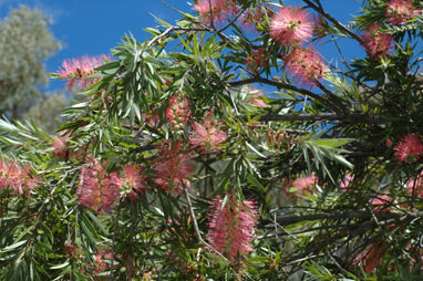 APII jpeg image of Callistemon viminalis 'Bob Bailey'  © contact APII