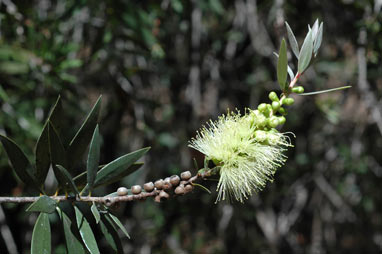 APII jpeg image of Callistemon formosus  © contact APII