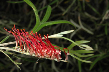 APII jpeg image of Grevillea 'Brookvale Letitia'  © contact APII