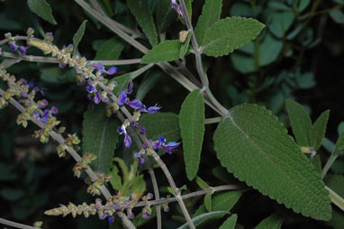 APII jpeg image of Plectranthus alloplectus  © contact APII