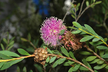 APII jpeg image of Melaleuca nesophila  © contact APII