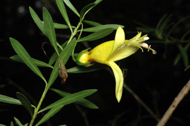 APII jpeg image of Eremophila maculata subsp. maculata  © contact APII