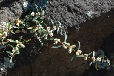 APII jpeg image of Alternanthera denticulata  © contact APII