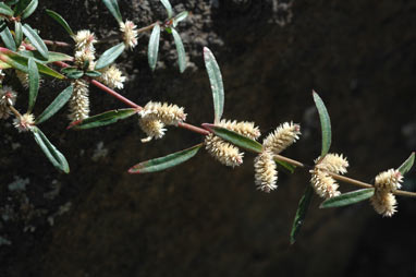 APII jpeg image of Alternanthera denticulata  © contact APII