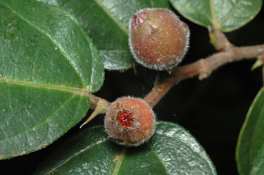 APII jpeg image of Ficus coronata  © contact APII