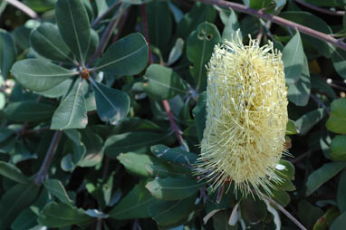 APII jpeg image of Banksia integrifolia subsp. integrifolia  © contact APII