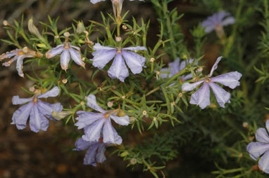 APII jpeg image of Lechenaultia biloba  © contact APII