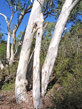 APII jpeg image of Eucalyptus mannifera  © contact APII