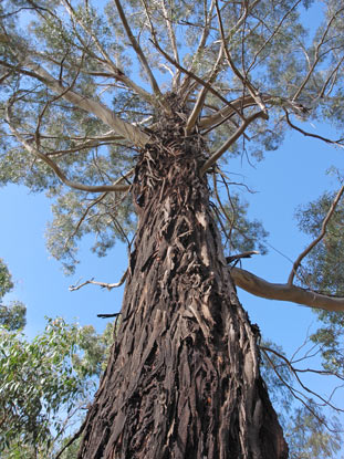 APII jpeg image of Eucalyptus badjensis  © contact APII