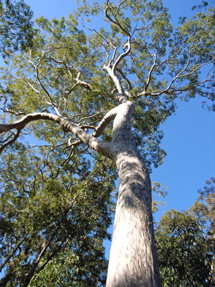 APII jpeg image of Angophora costata  © contact APII