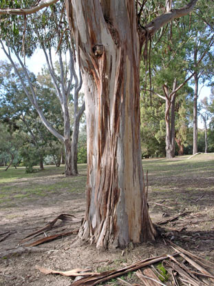 APII jpeg image of Eucalyptus cypellocarpa  © contact APII