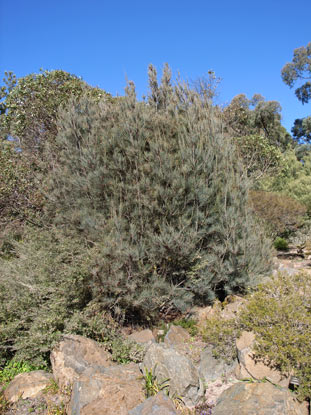 APII jpeg image of Allocasuarina grampiana  © contact APII