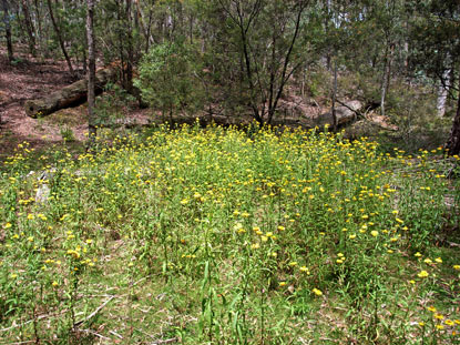 APII jpeg image of Xerochrysum bracteatum  © contact APII