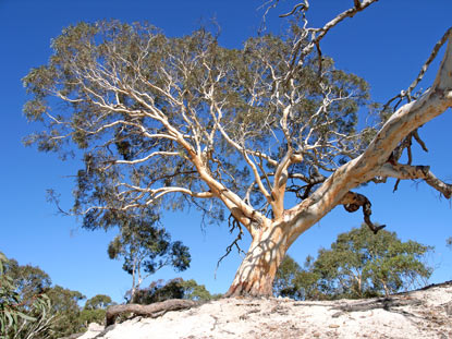 APII jpeg image of Eucalyptus mannifera subsp. mannifera  © contact APII