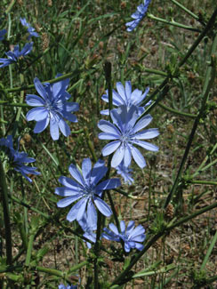 APII jpeg image of Cichorium intybus  © contact APII