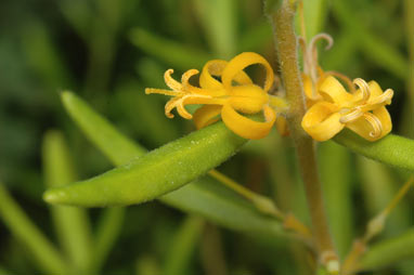 APII jpeg image of Persoonia mollis subsp. ledifolia  © contact APII