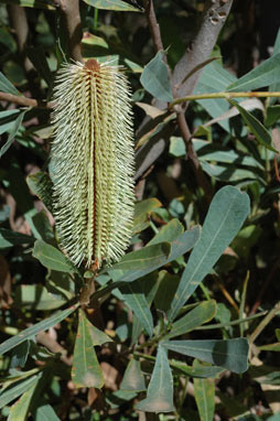 APII jpeg image of Banksia oreophila  © contact APII