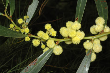 APII jpeg image of Acacia beckleri  © contact APII