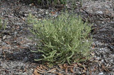 APII jpeg image of Olearia subspicata  © contact APII