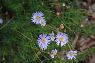 APII jpeg image of Brachyscome multifida 'Roulette'  © contact APII