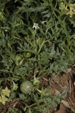 APII jpeg image of Solanum triflorum  © contact APII