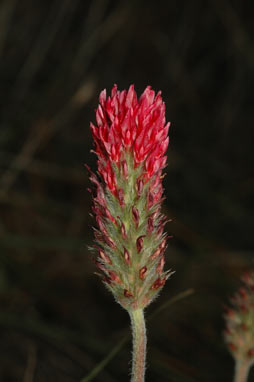 APII jpeg image of Trifolium incarnatum var. incarnatum  © contact APII