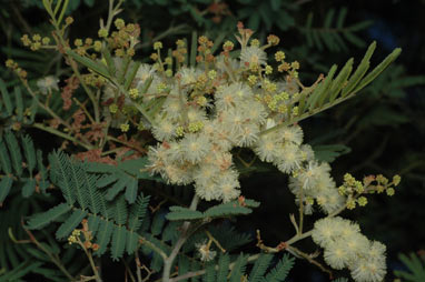 APII jpeg image of Acacia parvipinnula  © contact APII