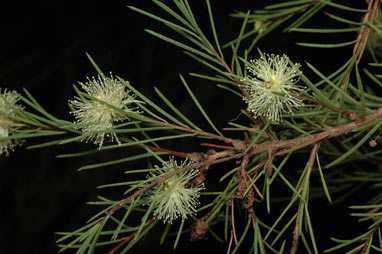 APII jpeg image of Melaleuca nodosa  © contact APII