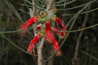 APII jpeg image of Calothamnus gilesii  © contact APII