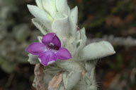 Eremophila warnesii