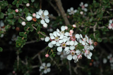 APII jpeg image of Cyathostemon tenuifolius  © contact APII