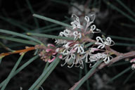 Hakea cycloptera