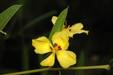 APII jpeg image of Labichea lanceolata subsp. lanceolata  © contact APII