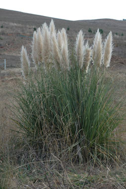 APII jpeg image of Cortaderia selloana  © contact APII