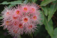 Helichrysum rutidolepis