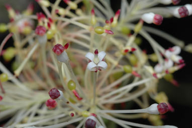 APII jpeg image of Grevillea acrobotrya  © contact APII