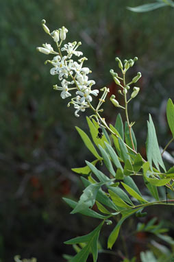 APII jpeg image of Lomatia silaifolia  © contact APII