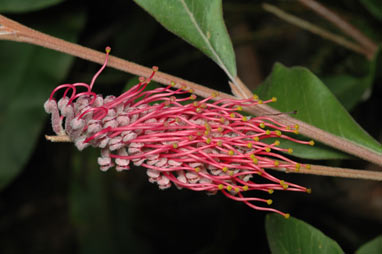 APII jpeg image of Grevillea macleayana  © contact APII