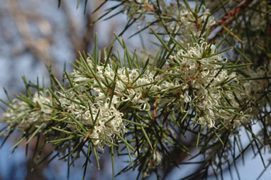 APII jpeg image of Hakea sericea  © contact APII