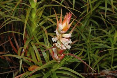 APII jpeg image of Dracophyllum secundum  © contact APII