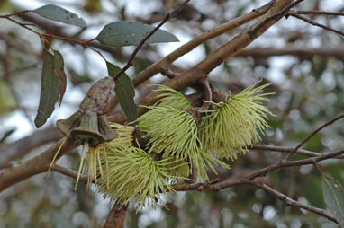 APII jpeg image of Eucalyptus megacornuta  © contact APII