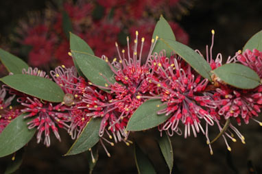 APII jpeg image of Hakea 'Burrendong Beauty'  © contact APII