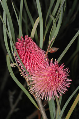 APII jpeg image of Hakea grammatophylla  © contact APII