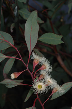 APII jpeg image of Eucalyptus michaeliana  © contact APII