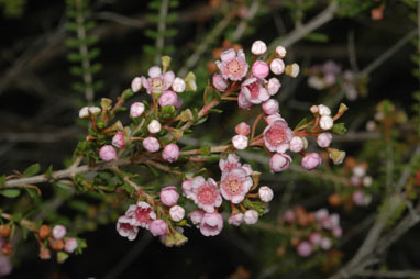 APII jpeg image of Thryptomene saxicola  © contact APII